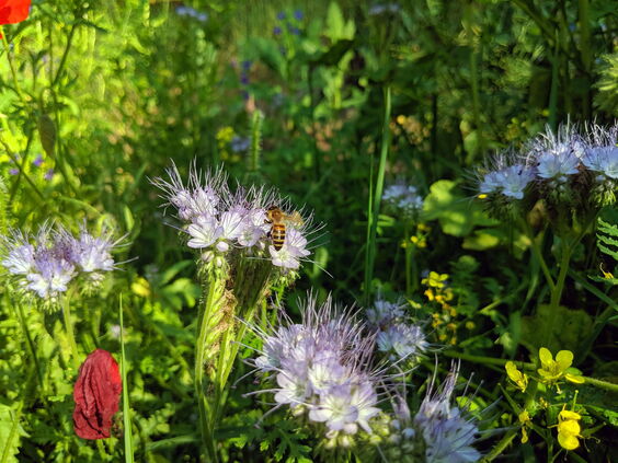 CONTAO_NATURE_THEME_Biene_in_Wildblumenwiese